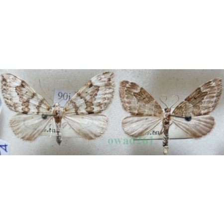 Thera variata (Denis & Schiffermüller, 1775) pair Paśnik przekrasek Czech90j